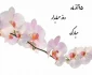 روز حسابدار مبارک
