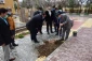 کاشت نهال درخت