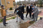 کاشت نهال درخت  4